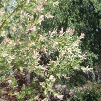 Variegated Japanese Willow